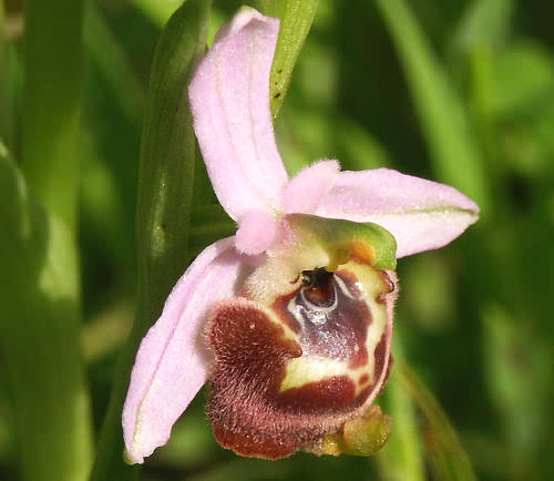 Wild Flower, Ophrys holoserica, Neo Chorio, North West Crete