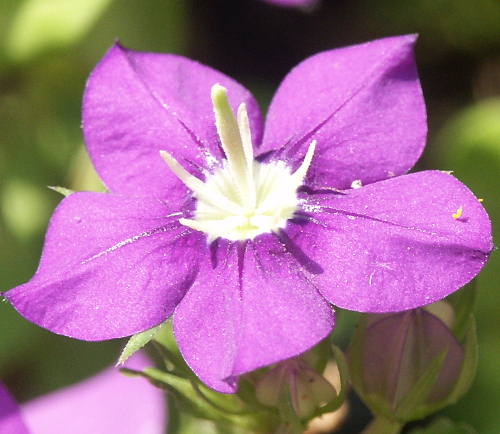 Wild Flower, Campanulaceae - Legousia pentagonia, Deliana Gorge, North West Crete