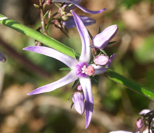 Wild Flower, Petromarula pinnata, Deliana Gorge, North West Crete