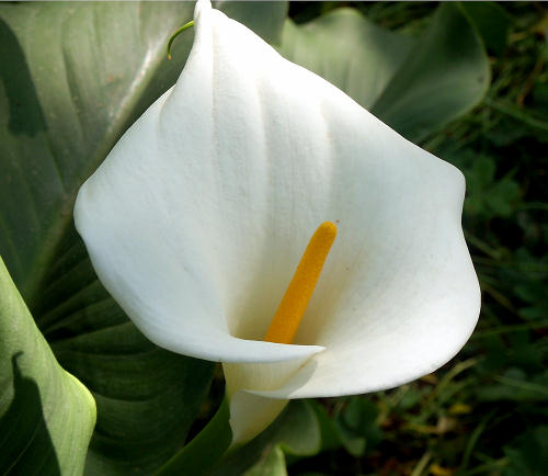 Wild Flower, Arum lily, Astratigos, North West Crete