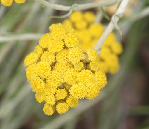 Wild Flower, Compositae - Helichrysum stoechas, Astratigos, North West Crete