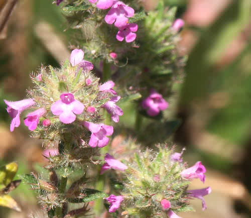 Wild Flower, Thymus Capitus, Astratigos, North West Crete