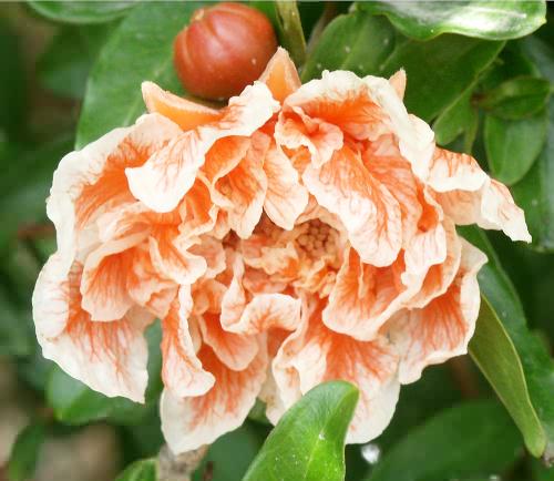 Wild Flower, Punica granatum, Astratigos, North West Crete