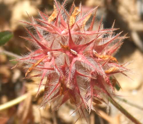 Wild Flower, Trifolium stellatum, Astratigos, North West Crete