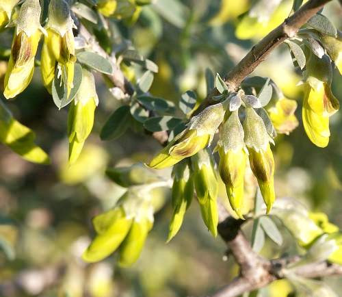 Wild Flower, Leguminosae, Anagyris foetida, Astratigos, North West Crete