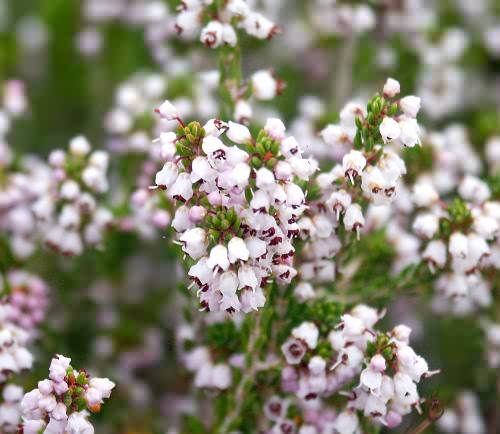 Wild Flower, Erica aborea, Elafonisi, North West Crete