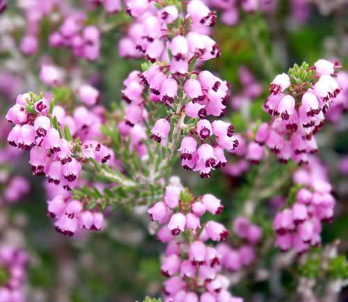 Wild Flower, Erica cinerea, Elafonisi, North West Crete