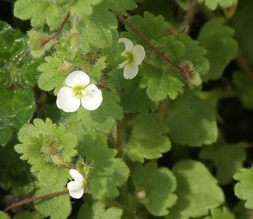 Wild Flower, Veronica cymbalaria - Cymabaria leaved speedwell, Astratigos, North West Crete