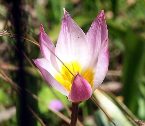 Wild Flower, Tulipa Saxatilis, Omalos, North West Crete