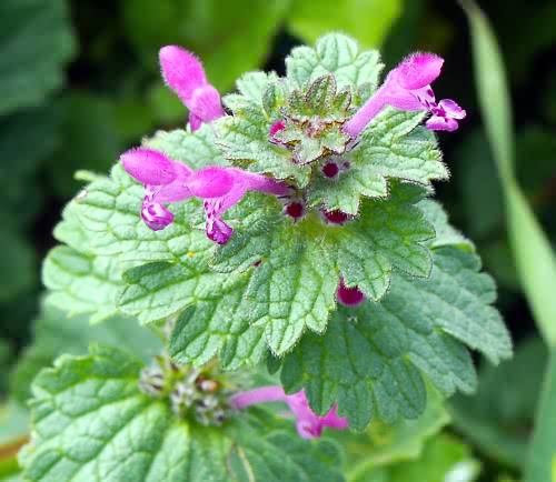 Wild Flower, Lamium amplexicaule, Astratigos, North West Crete
