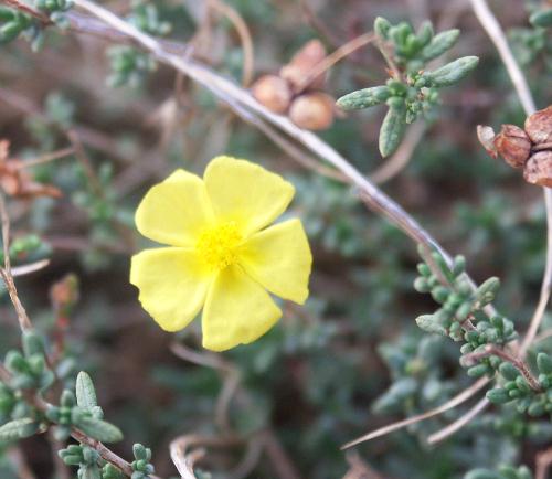Wild Flower, Cistaceae - Fumana procumbens, Astratigos, North West Crete