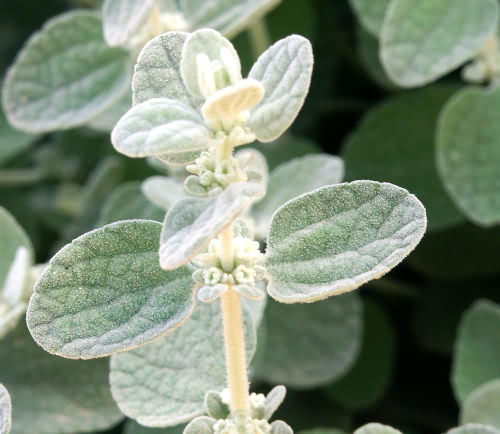 Wild Flower, Ballota pseudodictamus, Astratigos, North West Crete