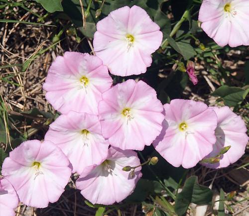 Wild Flower, Calystegia soldanella, Kolimbari, North West Crete