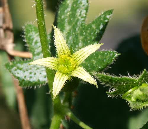 Wild Flower, Byronia Cretica (Female flower), Astratigos, North West Crete