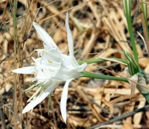 Wild Flower, Pancratium maratimum , Kolimbari, North West Crete