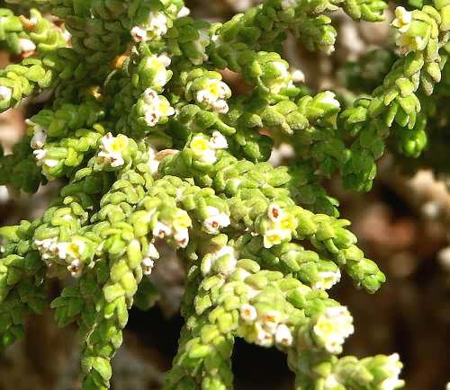 Wild Flower, Thymelaea hirsuta, Astratigos, North West Crete