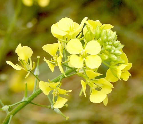 Wild Flower, Brassica nigra, Astratigos, North West Crete