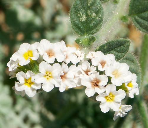 Wild Flower, Heliotropium europaceum, Ameni, North West Crete