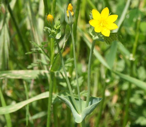Wild Flower, Gentianacea, Blackstonia perfoliata, Deliana, North West Crete.