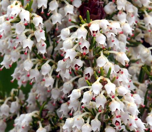 Wild Flower, Ericaceae - Erica arborea, Sasalos, North West Crete.