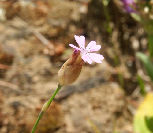 Wild Flower, Caryophyllaceae, Petrorhagia velutina, Deliana, North West Crete.