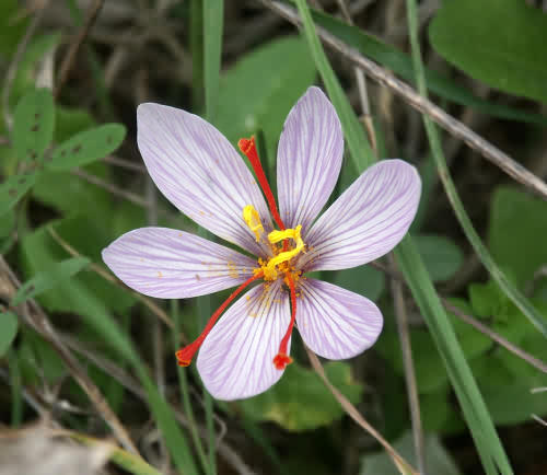 Wild Flower, Iridaceae, Crocus cartwrightianus, Astratigos, North West Crete.