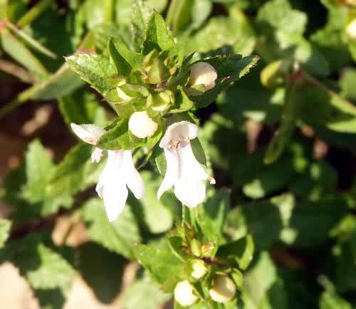 Wild Flower, Labiatae, Prasium majus,  Astratigos, North West Crete.
