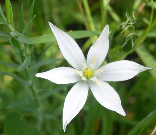 Wild Flower, Liliaceae, Ornithogalum embellatum, Astratigos, North West Crete.