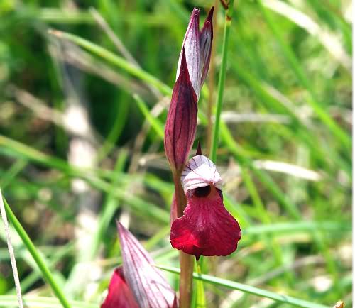 Wild Flower, Orchidaceae, Serapis cordigera, Astratigos, North West Crete.