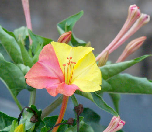 Wild Flower, Nyctaginaceae - Mirabilis jalapa, Astratigos, North West Crete.