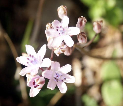 Wild Flower, Liliacceae, Scilla autumnalis, Kolimbari, North West Crete.