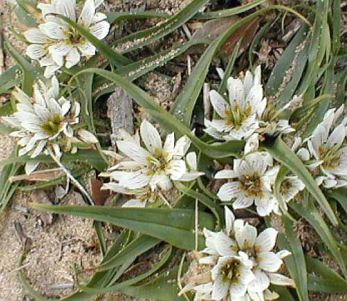 Wild Flower, Androcymbium rechingeri, North West Crete.