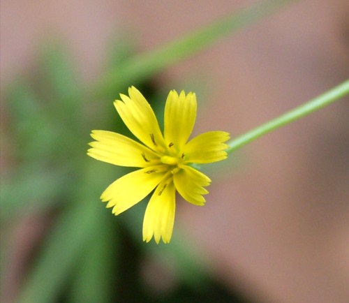 Wild Flower, Progressing identification, ?Lactuca/Reichardia?, Astratigos, North West Crete.