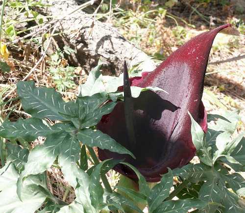 Wild Flower, Araceae, Dranunculus vulgaris, Astratigos, North West Crete.