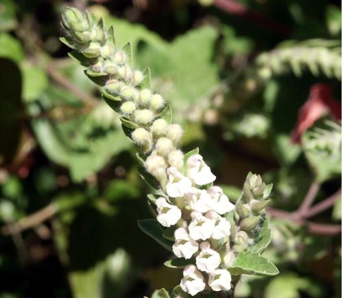 Wild Flower, Labiatae - Scutellaria sieberi, Deliana, North West Crete.
