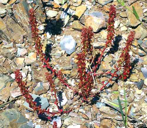 Wild Flower, Compositae, Anthemis rigida, Skoutelonas, North West Crete.