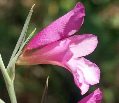 Wild Flower, Gladiolus, Gladiolus illyricus, Astratigos, North West Crete.