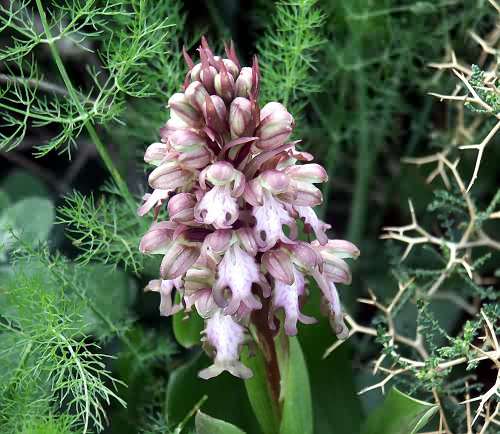 Wild Flower, Orchidaceae, Barlia robertiana, Astratigos, North West Crete.