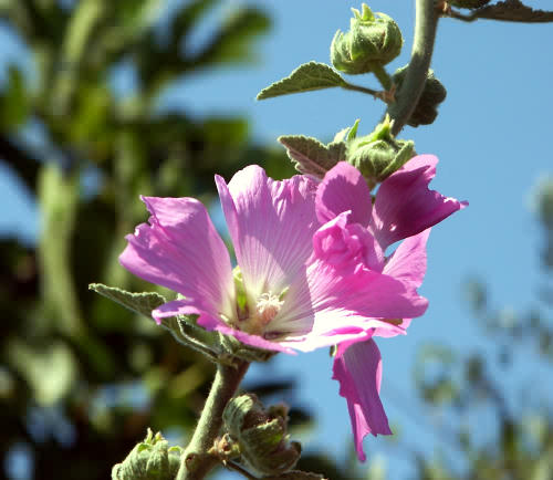 Wilf Flower, Lavateria, lavateria arborea, Vrises, North West crete.