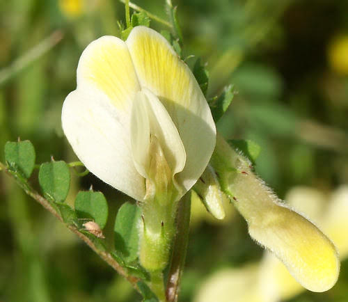 Wild Flower ,Leguminosae, Vicia Hybrida, Paleochora, North West Crete.