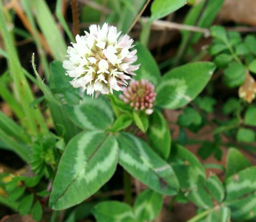 Wild Flower, Trifolium - Trifolium glomeratum, Astratigos, North West Crete.