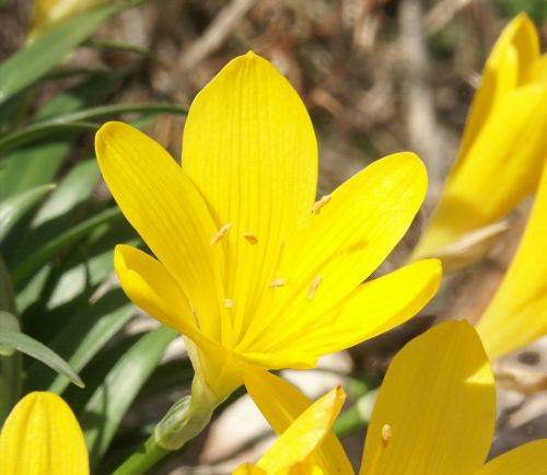 Wild Flower, Amarylladacea, Sternbergia lutra, Afrata, North West Crete.