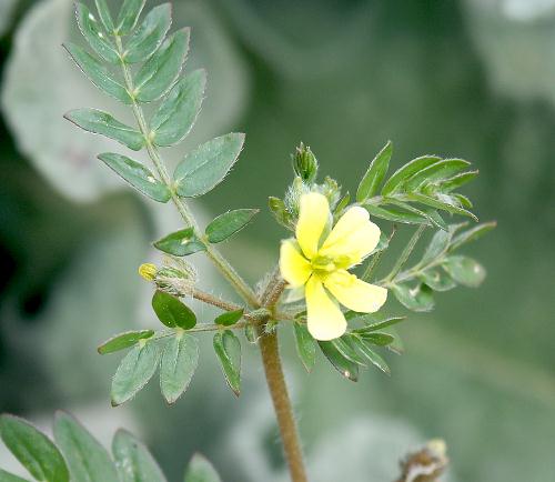 Wild Flower, Zygophyllaceae, Tribulus terrestris, Paxos, North West Crete.