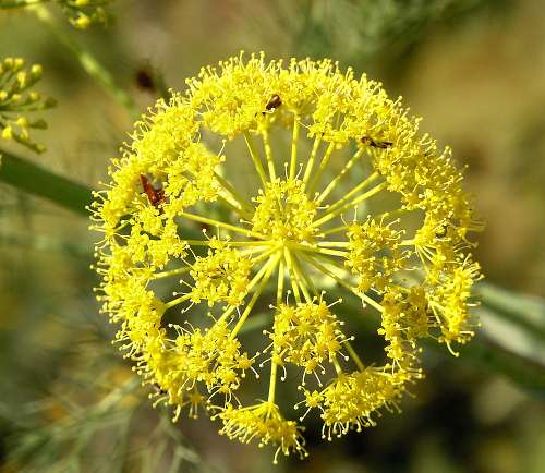 Wild Flower, Umberelliferae, Ferula communis, Paxos, North West Crete.