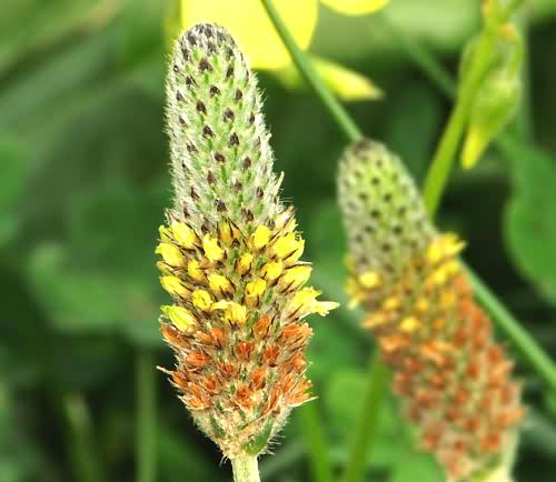 Wild Flower, Leguminosae, Trifolium angustifolium, Skoutelonas, North West Crete.