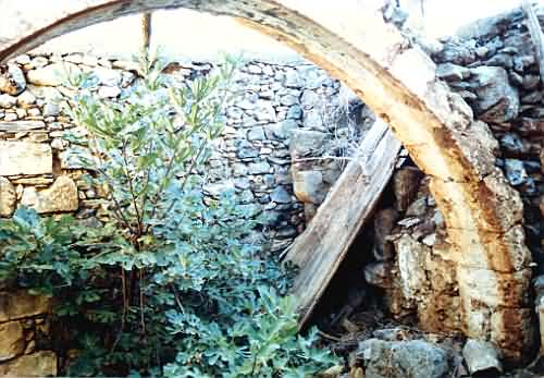 Kichen courtyard. Outside oven. Ventian Arch and fig tree.