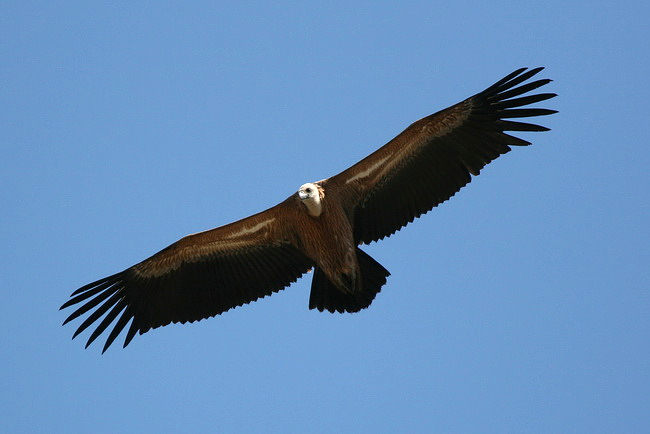 Griffon Vulture - Gyps fulvus - NW Crete 2011