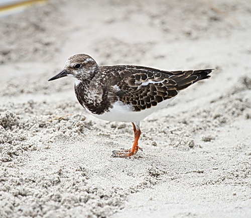 Cretan Birds - Sanderling, Calidris alba - Photograph John Bailey
