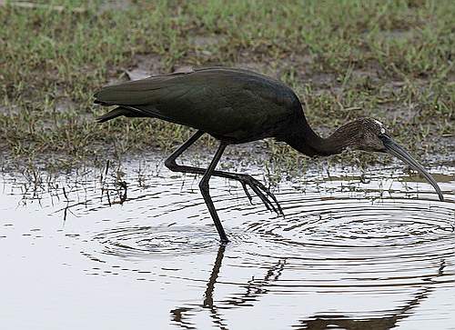 Cretan birdlife, a Glossy Ibis - Plegadis falcinellus - Rethymnou, Crete