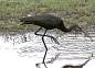 Cretan birdlife, a Glossy Ibis - Plegadis falcinellus - Rethymnou, Crete